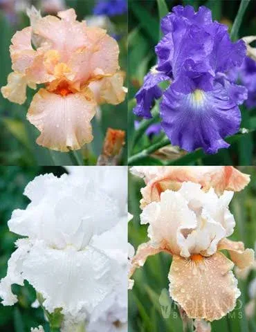 Holland Bulb Farms Reblooming German Iris Collection