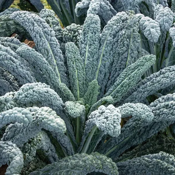 Kale Black Magic Hybrid Seeds
