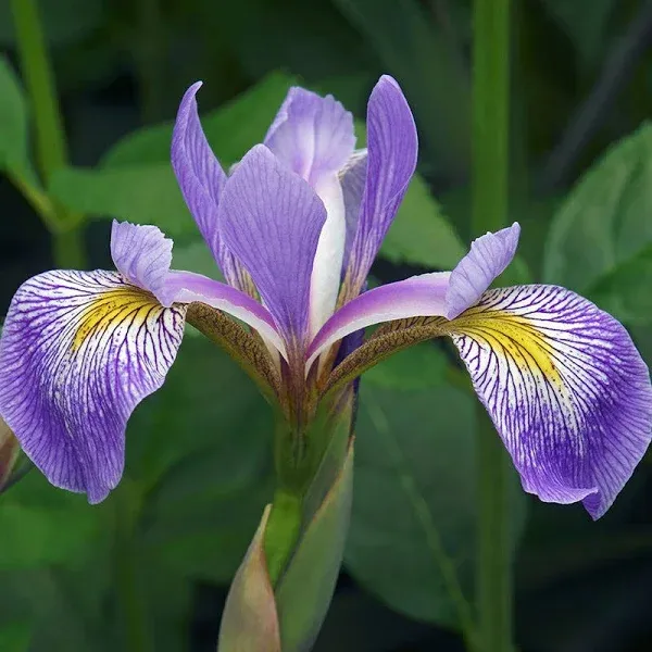 Southern Blue Flag Iris Plant