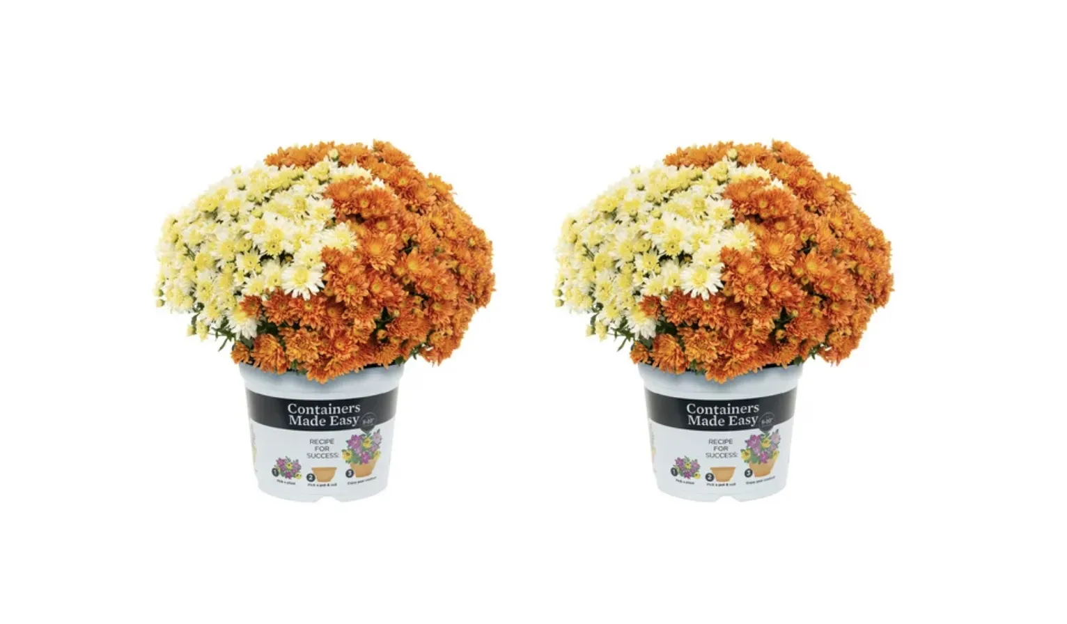 Better Homes & Gardens 3-Quart Orange and White Pumpkin Creme Mum 2-Pack