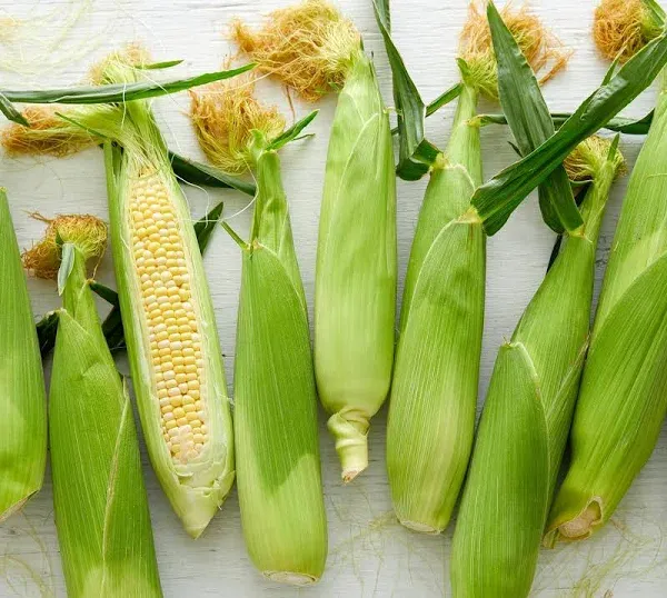 Terra Firma Farms Bulk Organic Bi-Color Sweet Corn