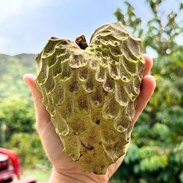 California's Finest Custard Fruit