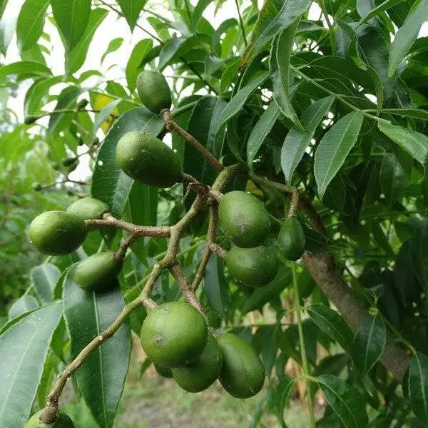 C&J Gardening Center June Plum Exotic Fruit Tree