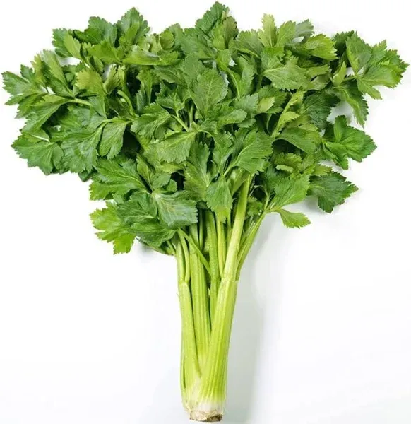 Celery Chinese Kintsai 200 Non-GMO
