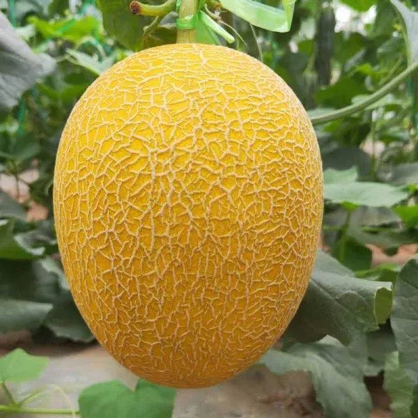 Melon Honey Winner