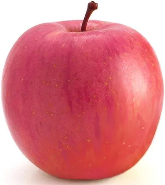 Myra Red Fuji Apple Tree Dwarf