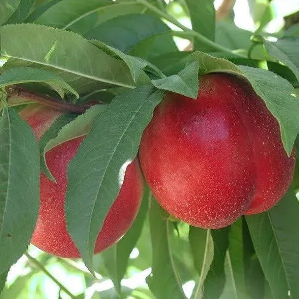 C&J Gardening Center Snow Queen Nectarine General Fruit Tree