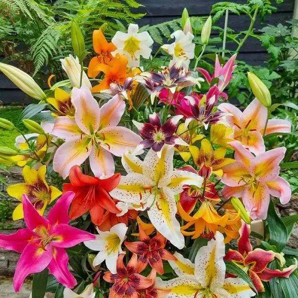 All Season Lily Mixture