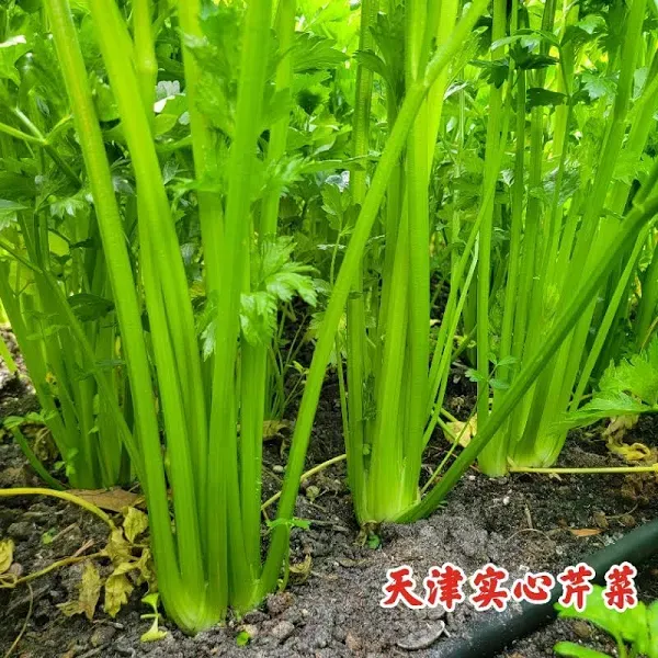 Celery Solid Tianjin
