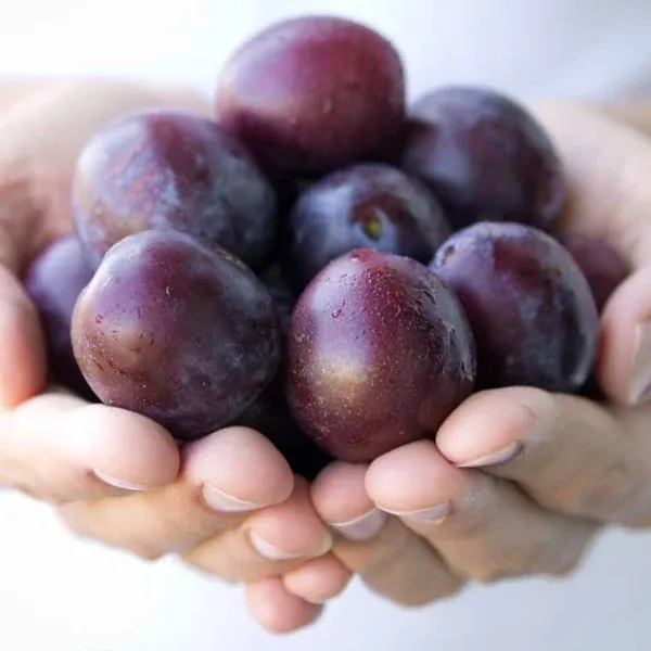 Plum Exotic Tropical Fruits Online Delivery