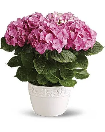 Teleflora Happy Hydrangea