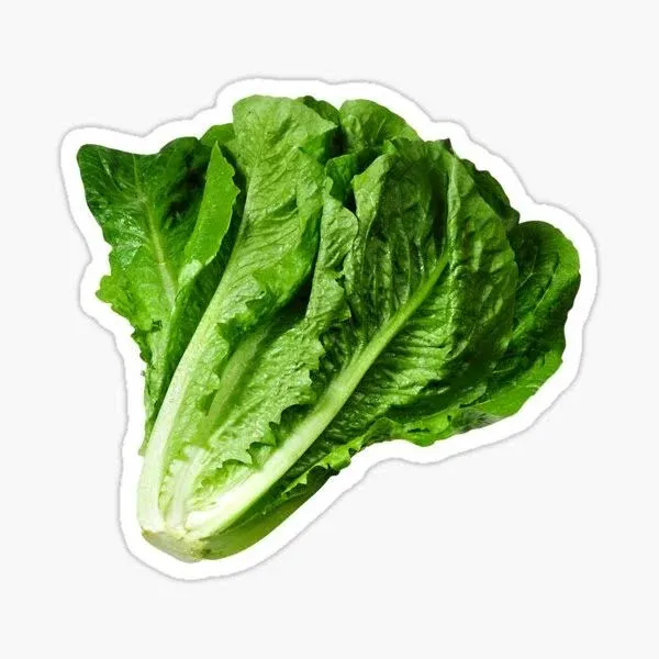 Lettuce