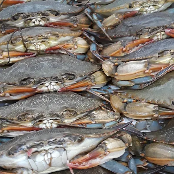 Jumbo Maryland Soft Shell Crabs