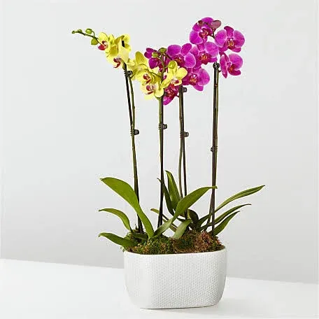 FTD Purple & Yellow Orchid Garden