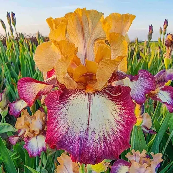 All The Time Reblooming Bearded Iris