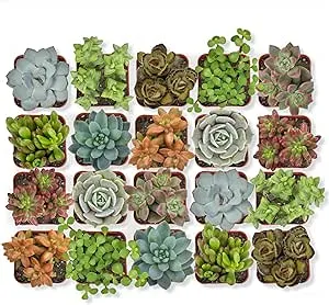 Limited time: 20-pack Altman Plants live succulent plants