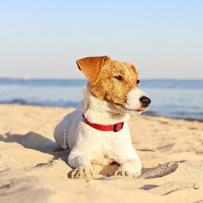 rexipets