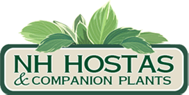 NH Hostas
