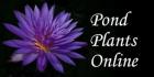 Pond Plants Online