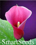 SmartSeeds